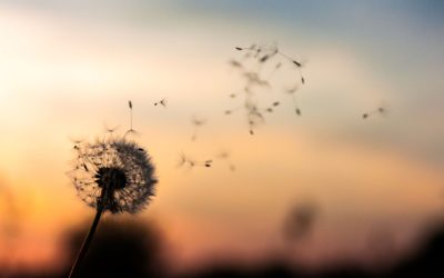 Dried up dandelion with seeds been blown off by the wind against a sunset